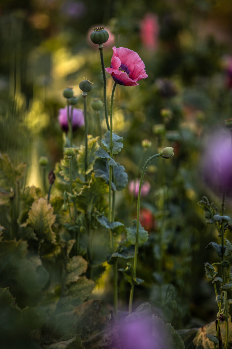 Blumen Sind Das Lächeln Der Erde 5467